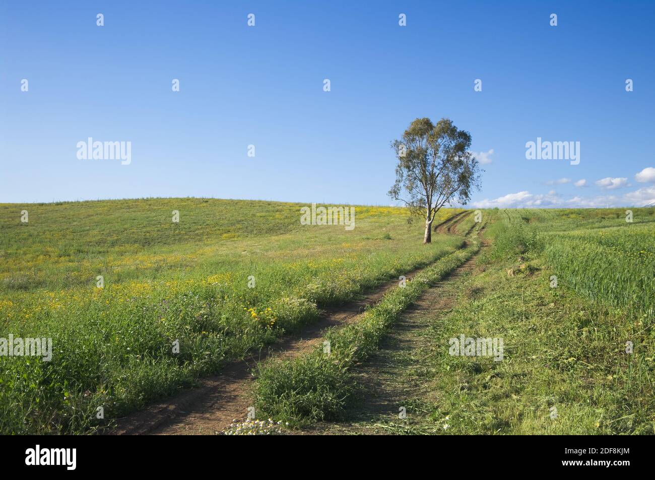 une chenille de tracteur traverse un champ herbeux menant à un eucalyptus arbre sous un ciel propre Banque D'Images