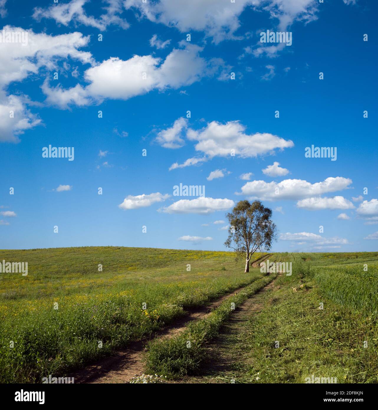 suit le champ transversal avec l'arbre solitaire Banque D'Images