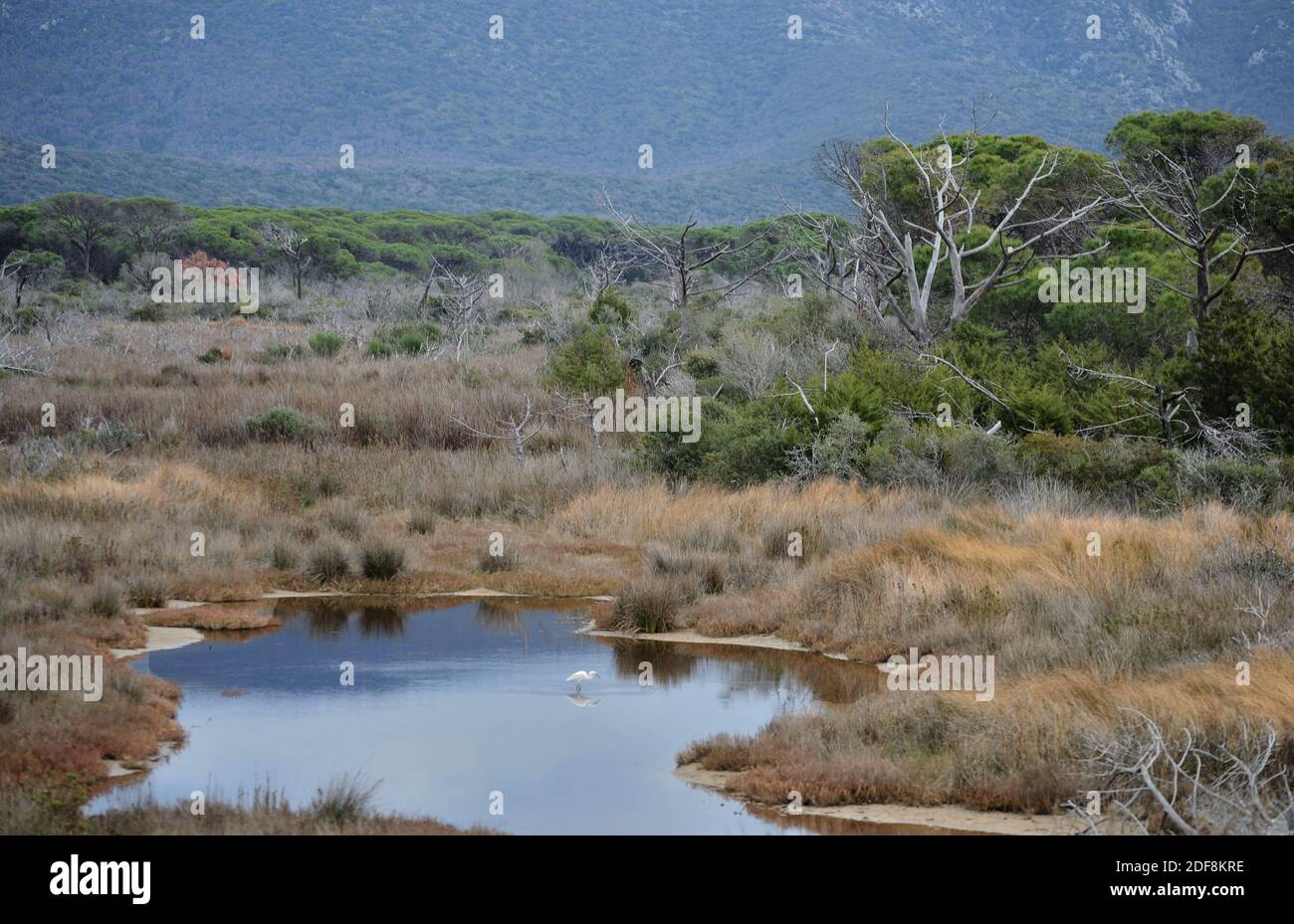 Un aperçu de la végétation sauvage et préservée du pays du parc Uccellina. Sur un petit étang, un égret chasse les proies Banque D'Images