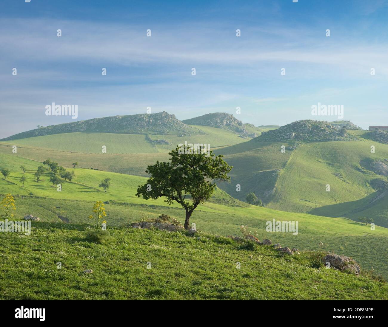 vue aérienne de l'arbre solitaire d'amande dans un vert vallée Banque D'Images