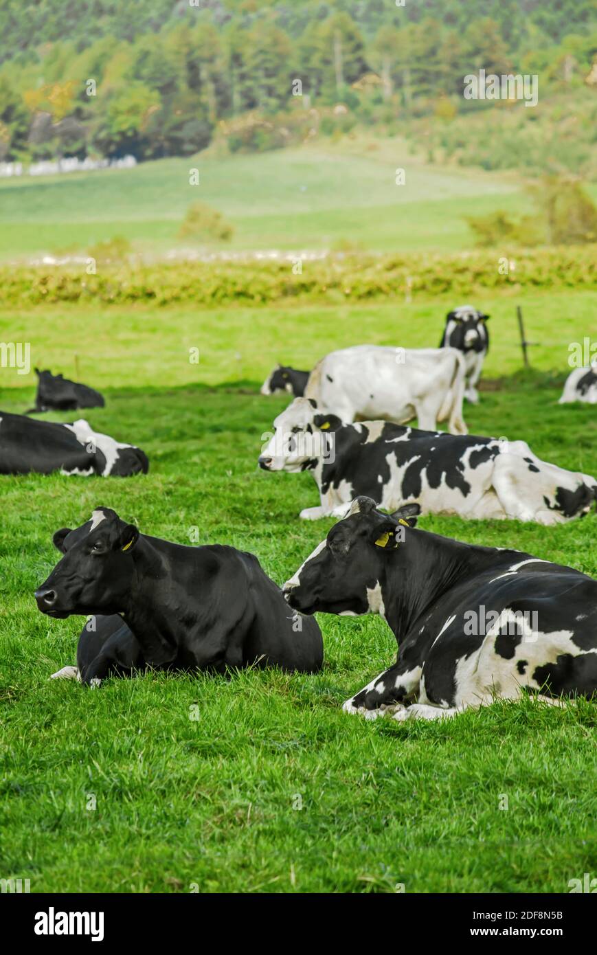 Un troupeau de vaches assis et reposant sur un soleil pâturage Banque D'Images