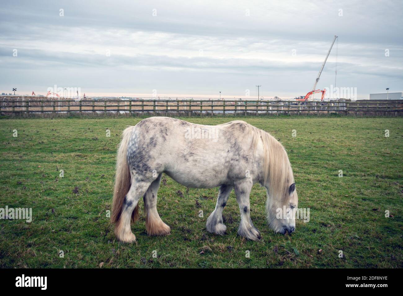 GRANDE-BRETAGNE / KENT / Ashford / chantier de construction d'un parc de camions post-Brexit de 27 acres à côté de la ferme à cheval , Sevington, près d'Ashford dans le Kent. Banque D'Images