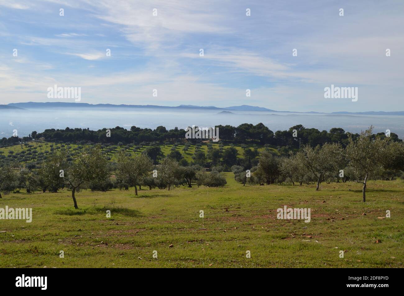 Sierra Nevada et oliviers vus de Dehesa del Generalife à Grenade, Espagne Banque D'Images