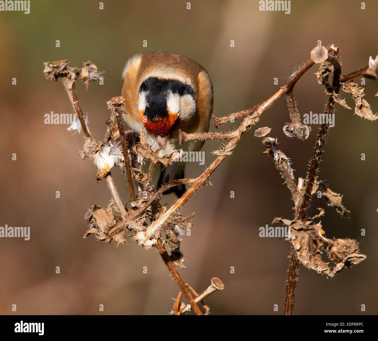 Goldfinch adulte se nourrissant d'une tête de semence Banque D'Images