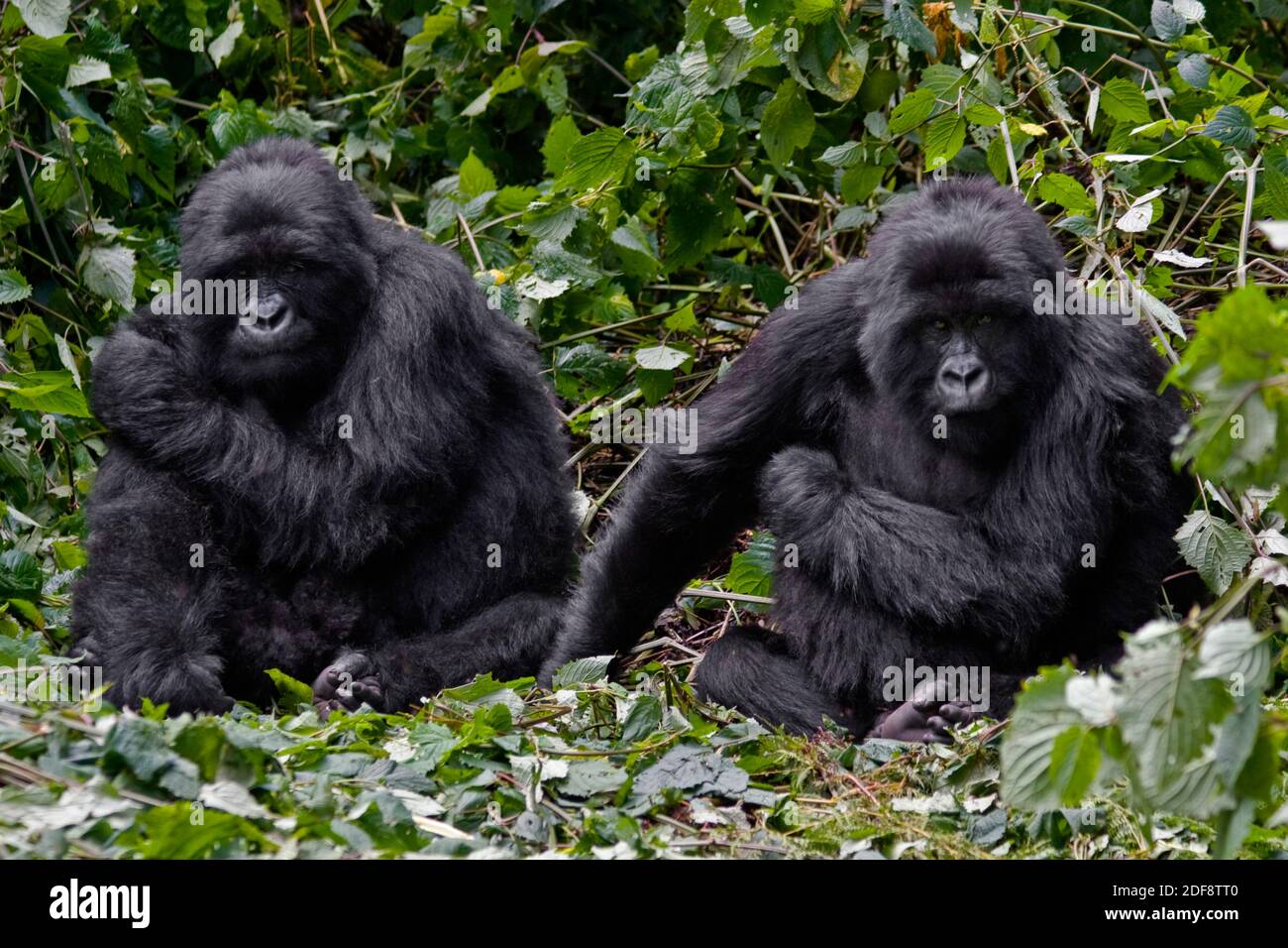 Deux frères GORILLES DE MONTAGNE (Gorilla beringei beringei) Du GROUPE KWITONDA dans LE PARC NATIONAL DES VOLCANS se détendre Un nid - RWANDA Banque D'Images