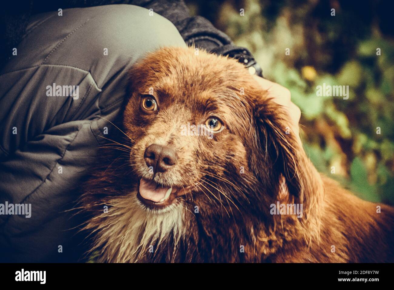 Petting d'un joli chien brun Banque D'Images