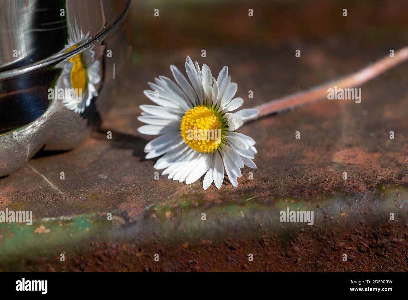Marguerite fraîchement cueillie placée sur un banc de parc et réfléchie dans une bouteille de boisson brillante Banque D'Images