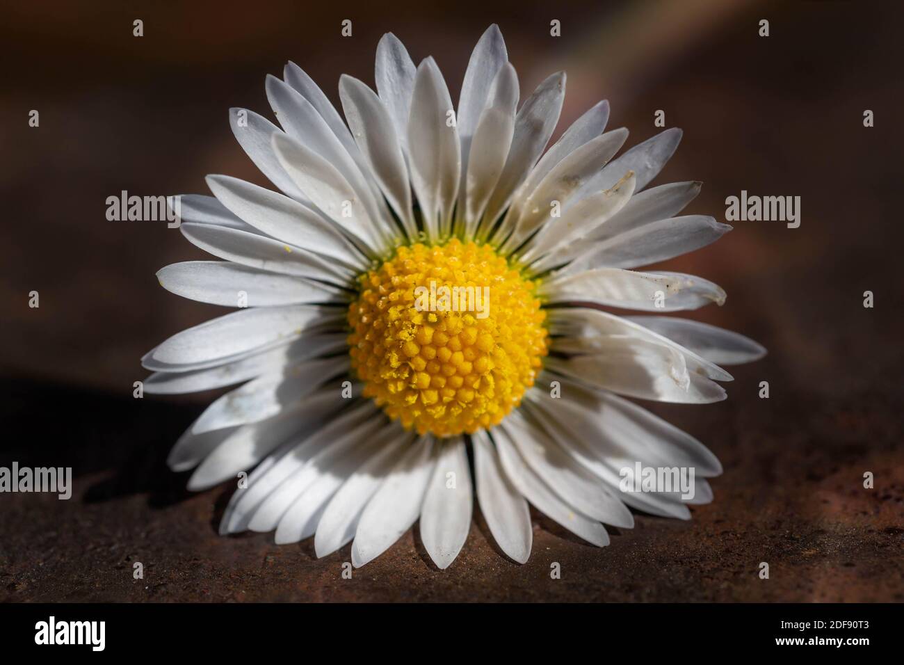 Marguerites fraîchement cueillies placées sur un banc de parc Banque D'Images