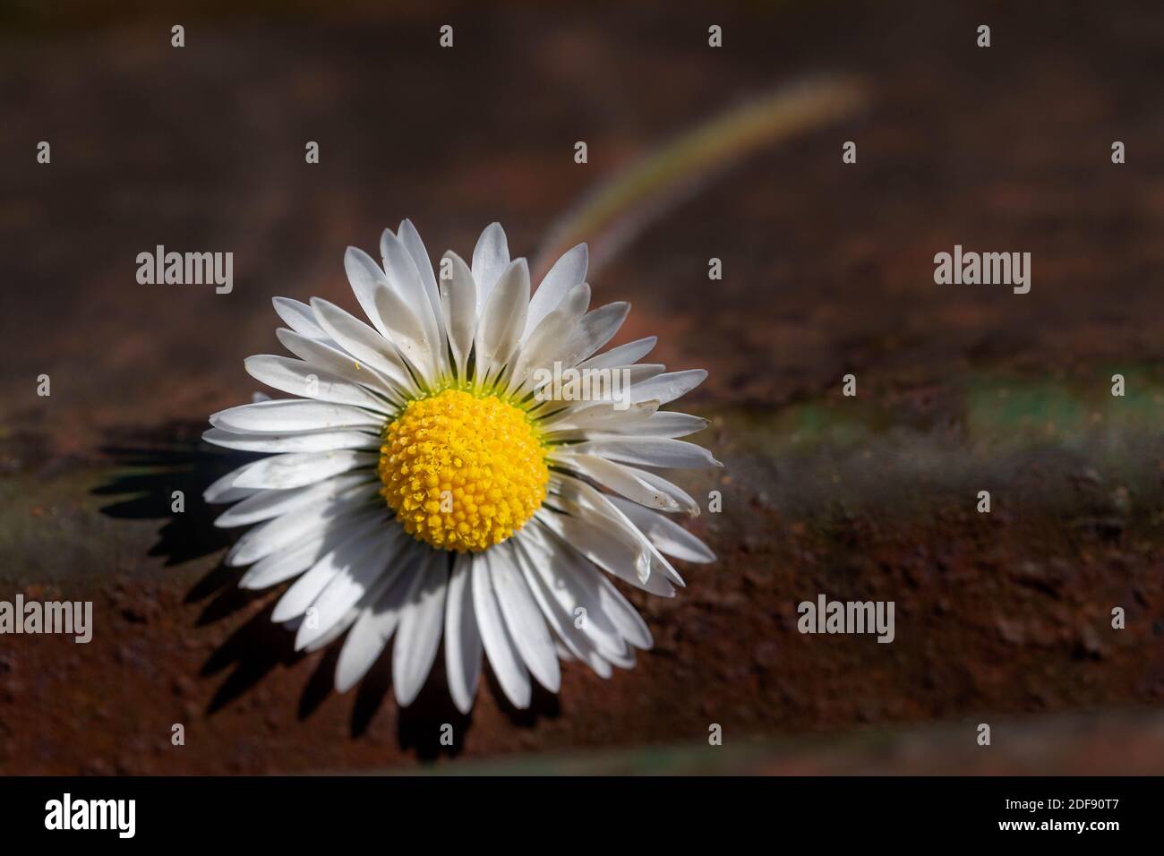Marguerites fraîchement cueillies placées sur un banc de parc Banque D'Images