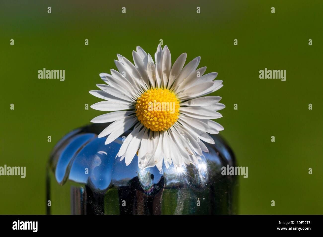 Marguerites fraîchement cueillies placées sur une bouteille de boisson brillante Banque D'Images