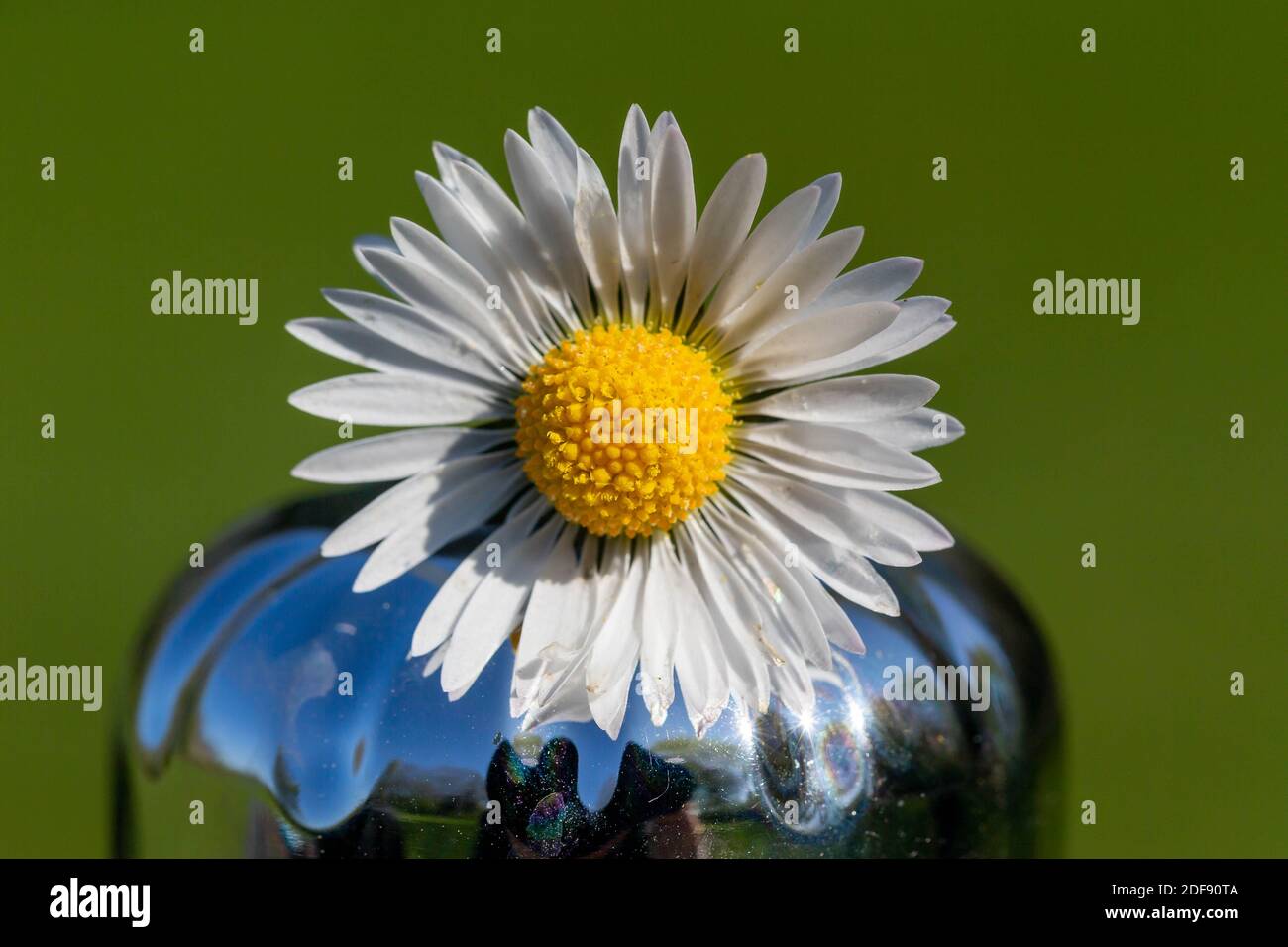 Marguerites fraîchement cueillies placées sur une bouteille de boisson brillante Banque D'Images