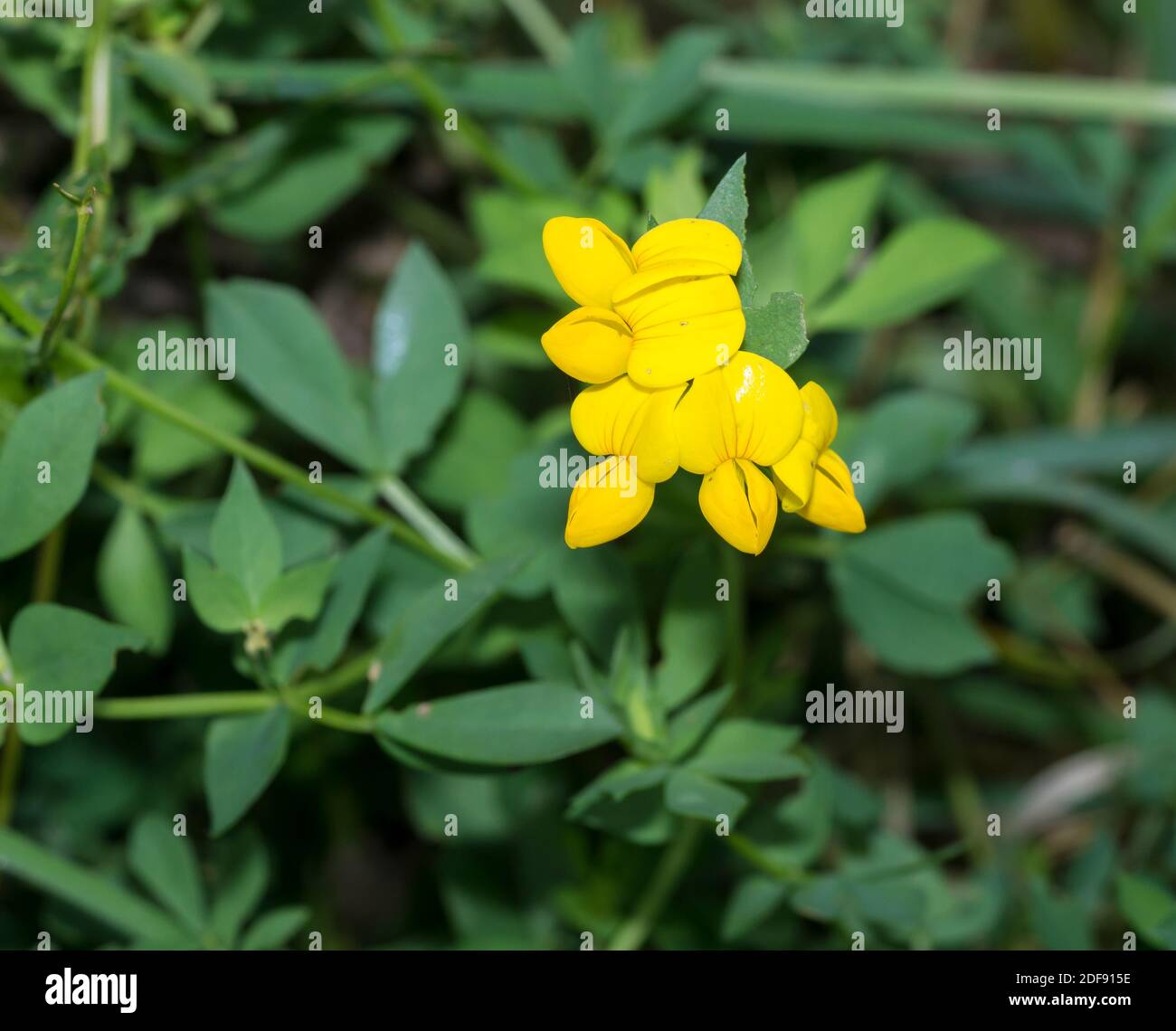 Fleur de trèfle à pied d'oiseau Banque D'Images