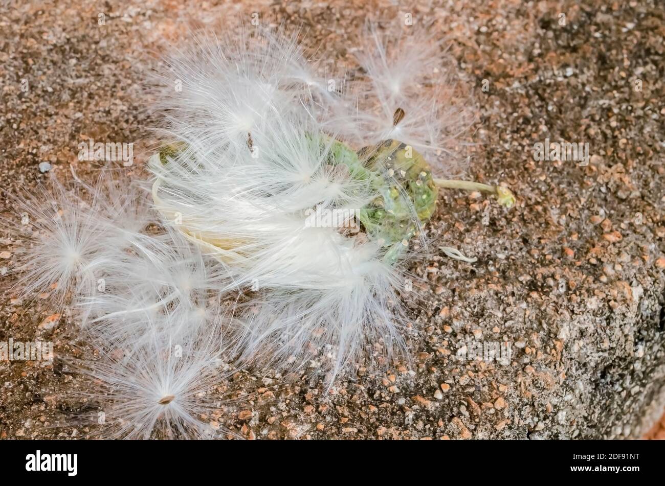 Sur un fond de chaussée de béton se trouvent les graines de parachute de la plante de la pacera de Calotropis (pomme de Sodome, cotonnier d'oreiller, chameau). Banque D'Images