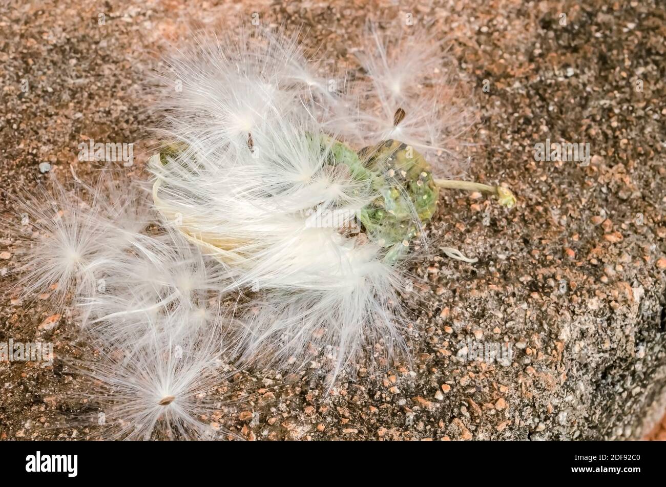 Les graines de parachute de la calotropis procera, la couronne du roi, la plante, avec leurs poils contoneux sont sur leur gousse sur une chaussée en béton. Banque D'Images