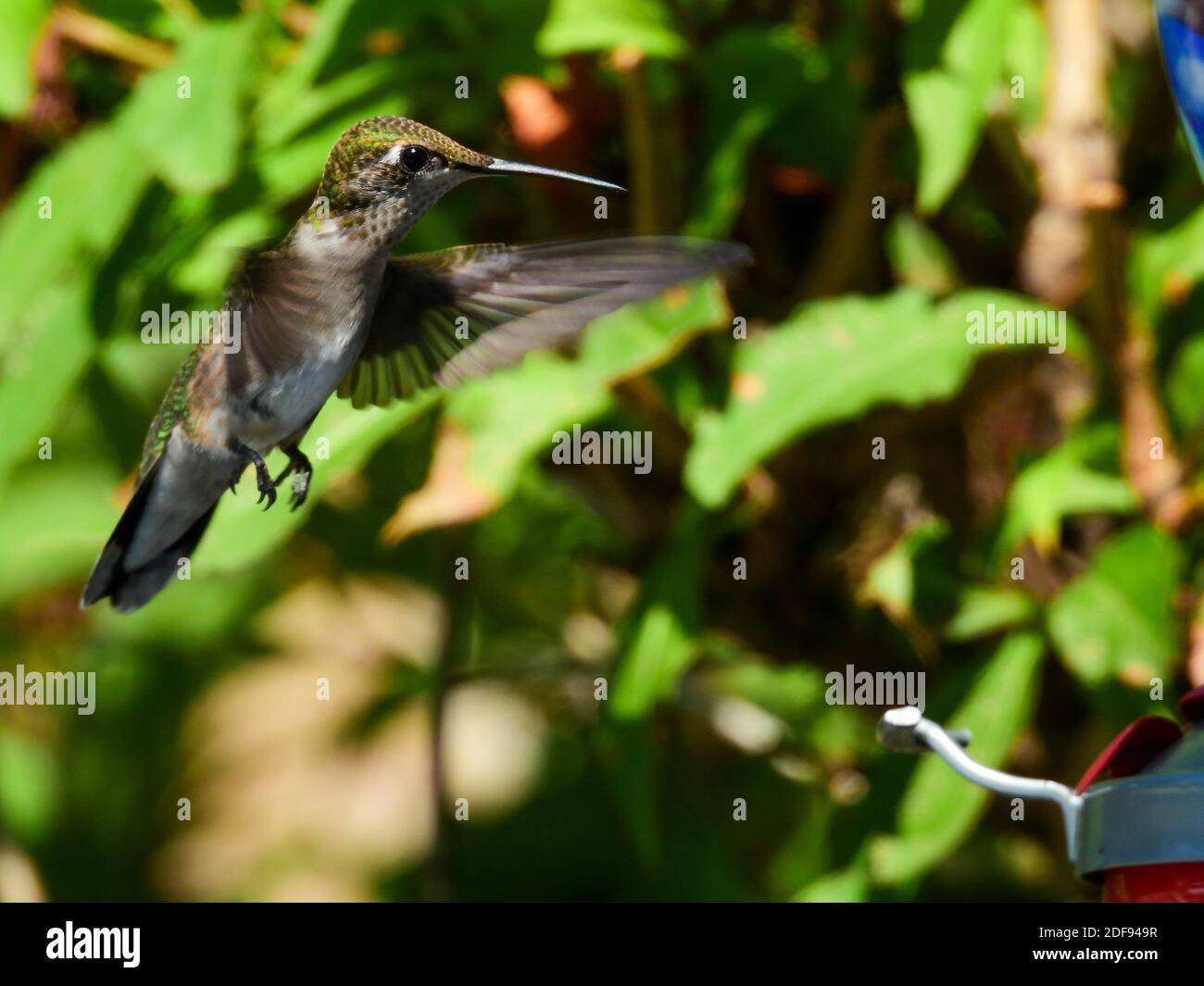 Survol du colibri à gorge rubis à l'alimenteur Banque D'Images