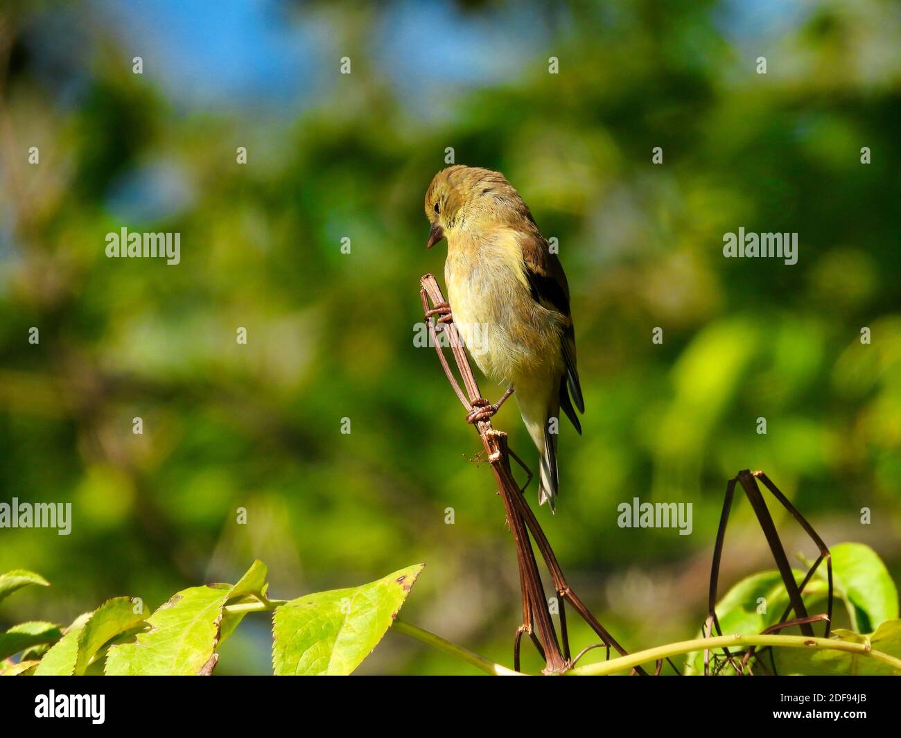 Femelle d'oiseau de Goldfinch américain perchée au-dessus de la tige de plante Tête cachée dans un peu le soleil du matin Une journée d'été avec Green Forest Banque D'Images