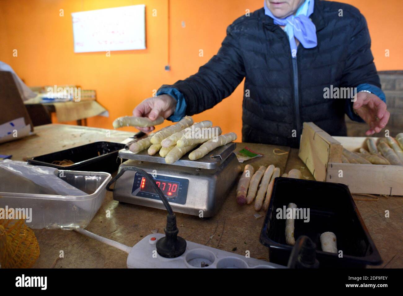 Coronavirus, crise Covid 19. Après la récolte, la ferme Mehn commence la transformation des asperges blanches et vertes qui seront destinées au consommateur. Les opérations se déroulent successivement à la ferme, déchargement, lavage, tri selon la taille et la qualité, épluchage, emballage, pesage. Les asperges sont alors prêtes à être vendues sur place ou à emporter, à Pfulgriesheim, dans le nord-est de la France, le 20 avril 2020. Photo de Nicolas Roses/ABACAPRESS.COM Banque D'Images