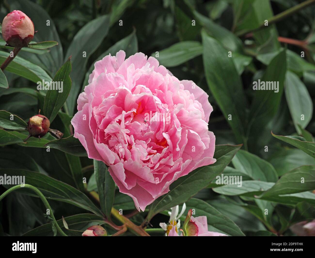 Délicate fleur rose de pivoine ou de pivoine avec des pétales à double fleur ou à la bombe, des bourgeons serrés et des feuilles profondément lobées dans un jardin à Cumbria, Angleterre, Royaume-Uni Banque D'Images