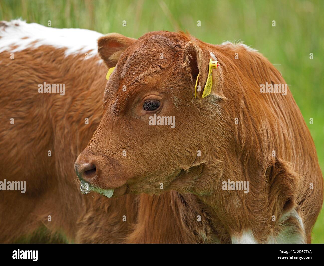 Jeune veau blanc brun marqué aux oreilles avec mousse de lait autour de la bouche après avoir allaités de la mère dans la prairie Cumbria, Angleterre, Royaume-Uni Banque D'Images