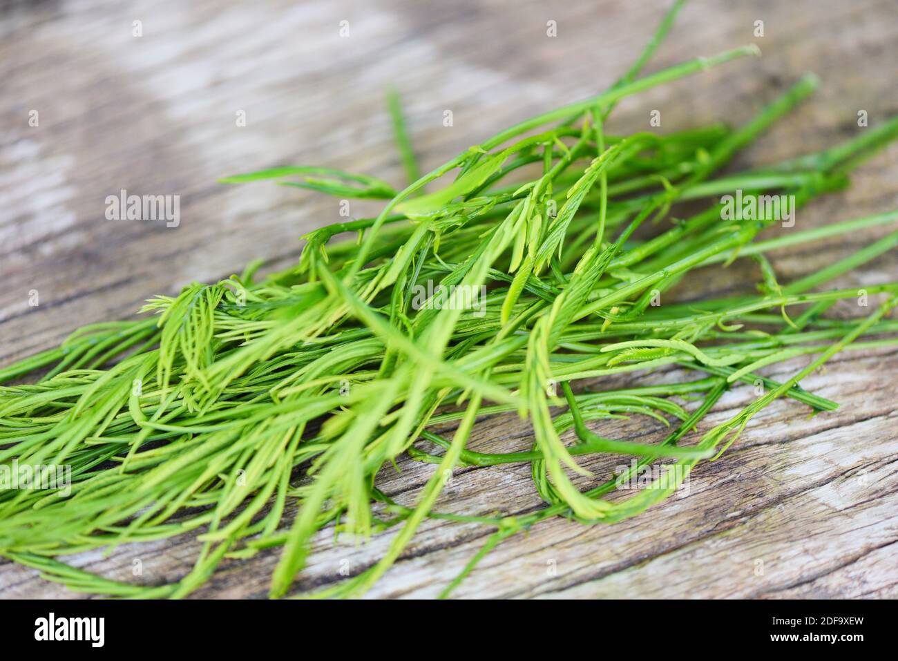 Acacia pennata , escalade Wattl, Senegalia pennata sur bois nature potager cuisine thaï feuilles de plantes et nourriture Banque D'Images