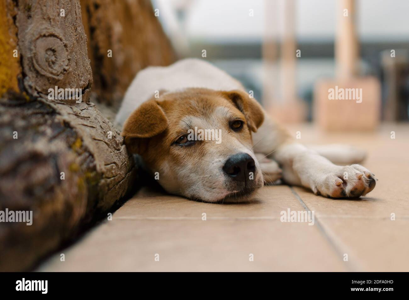Portrait d'un chien couché et reposant. Banque D'Images