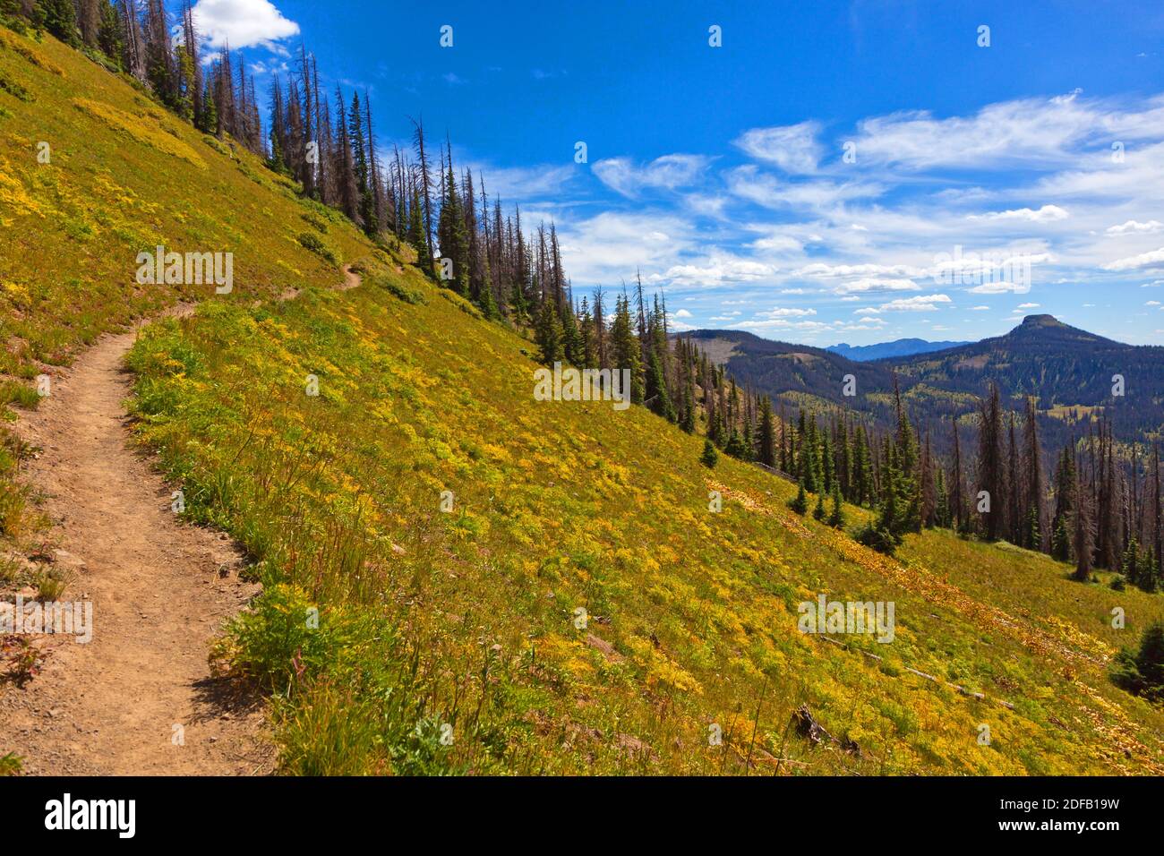 Le sentier près de Lobo, altitude 7060 pieds POINT, sur la ligne continentale de partage avec les épinettes mourantes - SUD DU COLORADO Banque D'Images