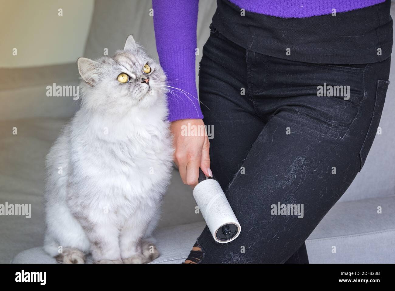 Comment Enlever La Poussiere Sur Les Vetements Noirs Femme nettoyant un Jean noir avec un rouleau à vêtements, un rouleau à  peluches ou un rouleau pour enlever les cheveux. Chats cheveux sur les  vêtements. Nettoyage des cheveux des animaux Photo