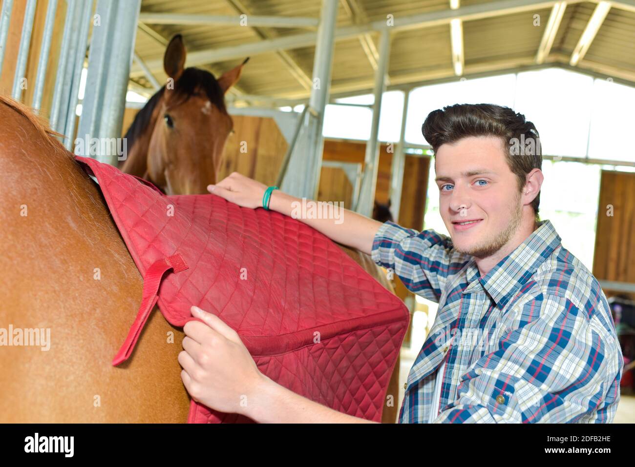 Main stable mettant une couverture sur le dos du cheval Banque D'Images