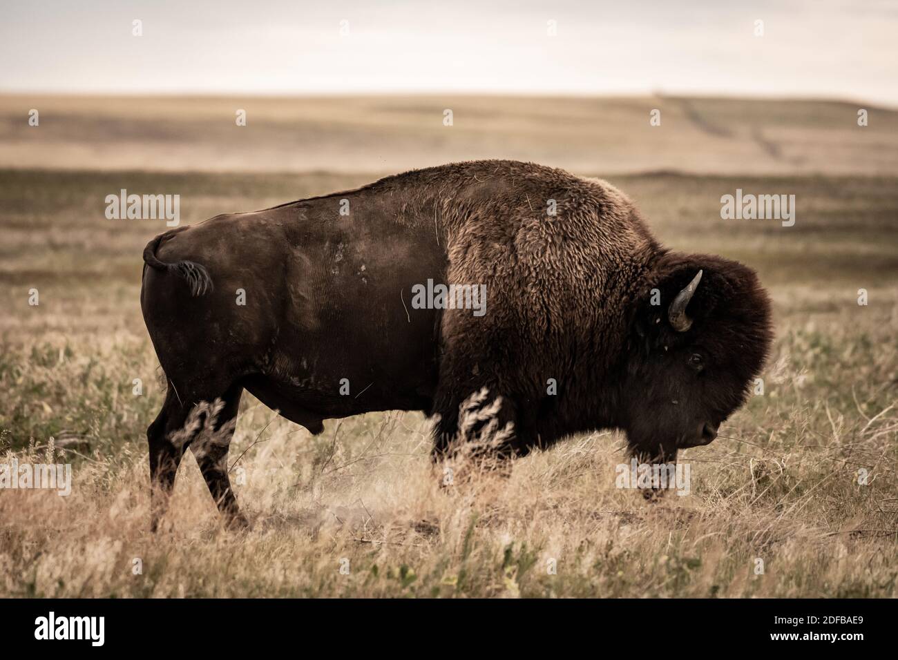 Profil des vagues d'ambre de grain et de bison dans Badlands National Stationnement Banque D'Images