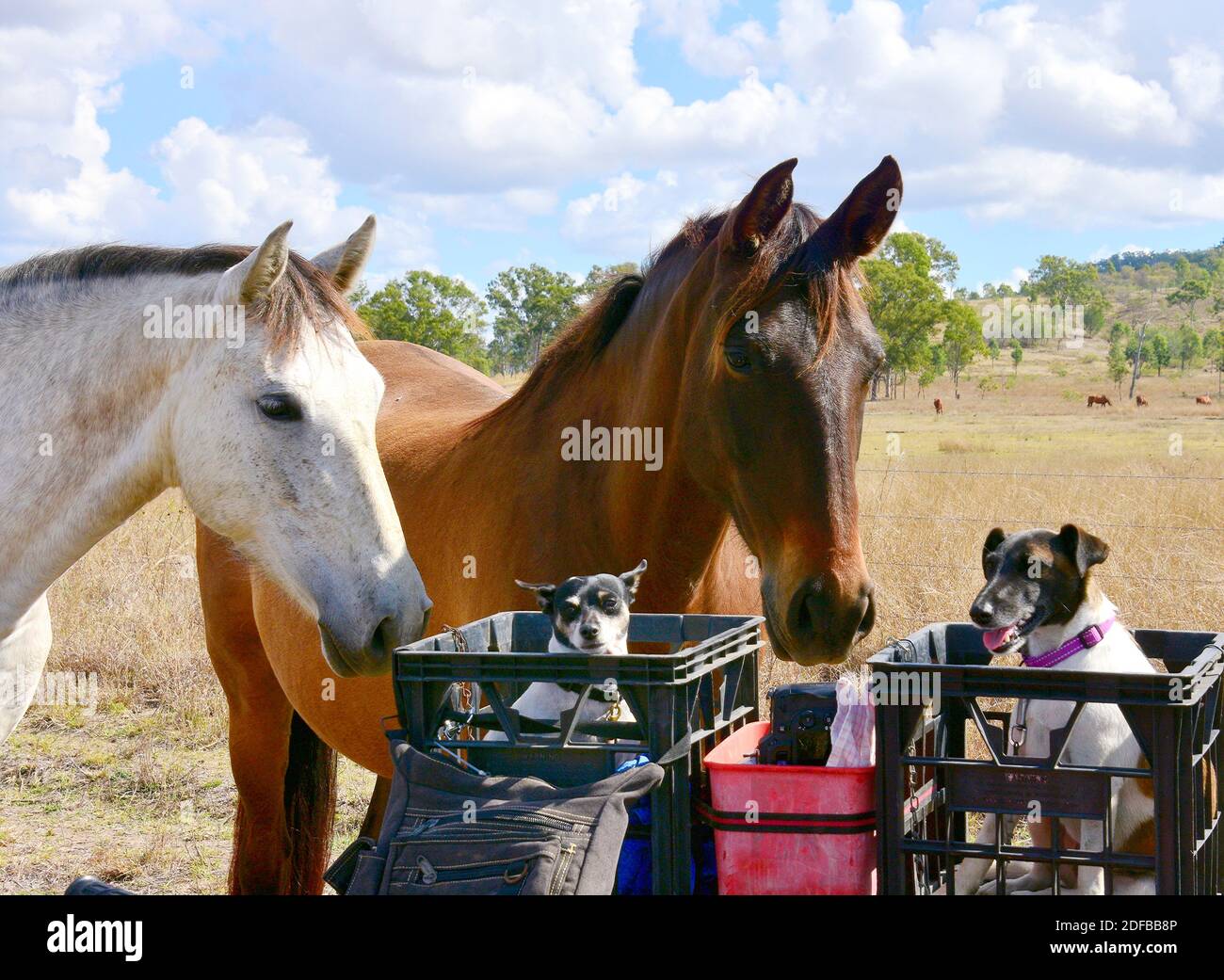 CHIENS DE CHASSE FOXIE Banque D'Images