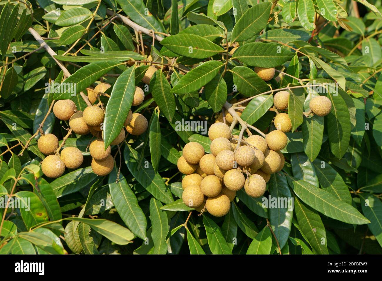 Fruits mûrs de longan sur le feuillage vert dans le jardin Banque D'Images