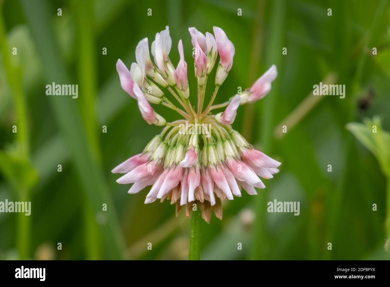 Gros plan d'une fleur de trèfle blanc (Trifolium repens) avec un fond vert herbacé. Raleigh, Caroline du Nord. Banque D'Images