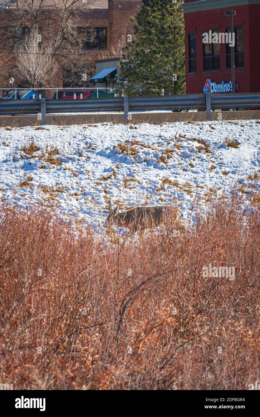 Le buck de cerf mulet (Odocoileus hemionus) se déplace parmi les saules près de l'enbankmant de terre jusqu'à l'Interstate 25. La ville de Castle Rock Colorado US est en arrière-plan. Banque D'Images