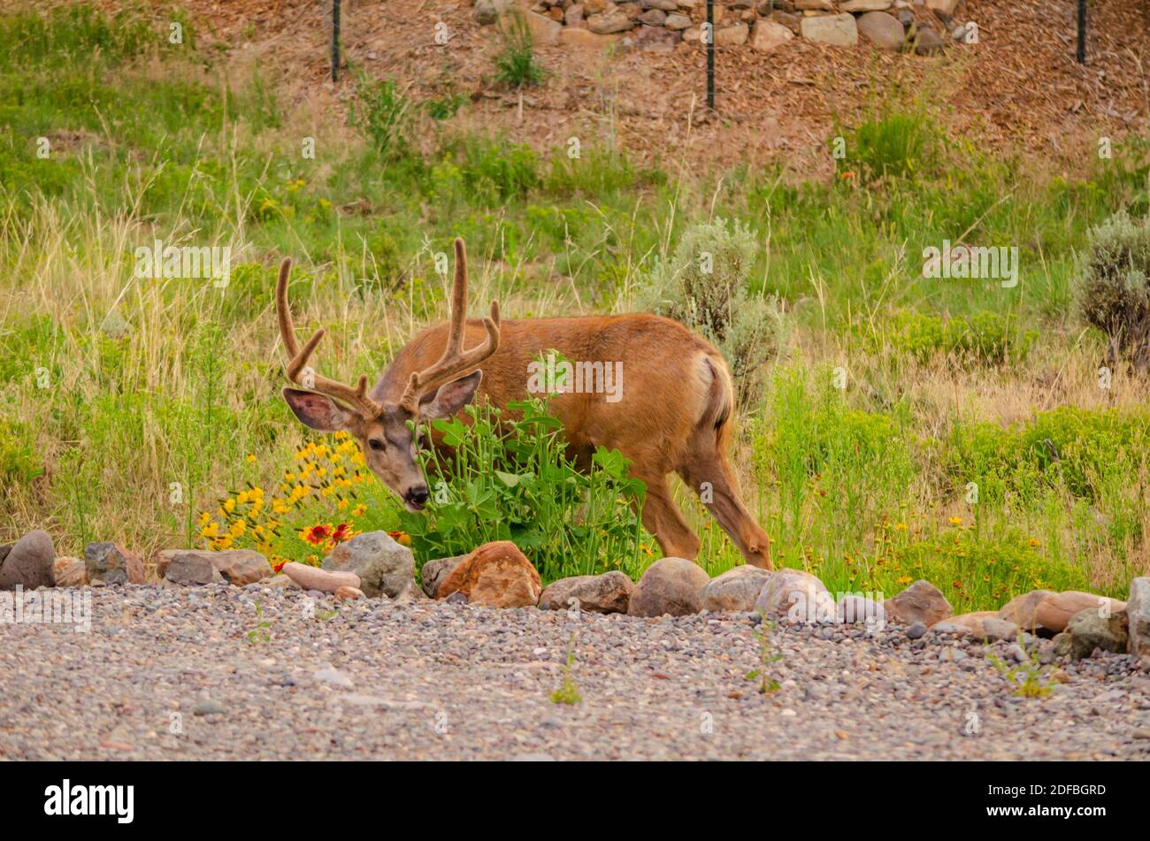 Rocky Mountain Mule Deer buck en été manger des fleurs plantées de jardin par le propriétaire de la maison, Ridgway Colorado US. Photo prise en août. Banque D'Images Rocky Mountain Mule Deer buck en été manger des fleurs plantées de jardin par le propriétaire de la maison, Ridgway Colorado US. Photo prise en août. Banque D'Images