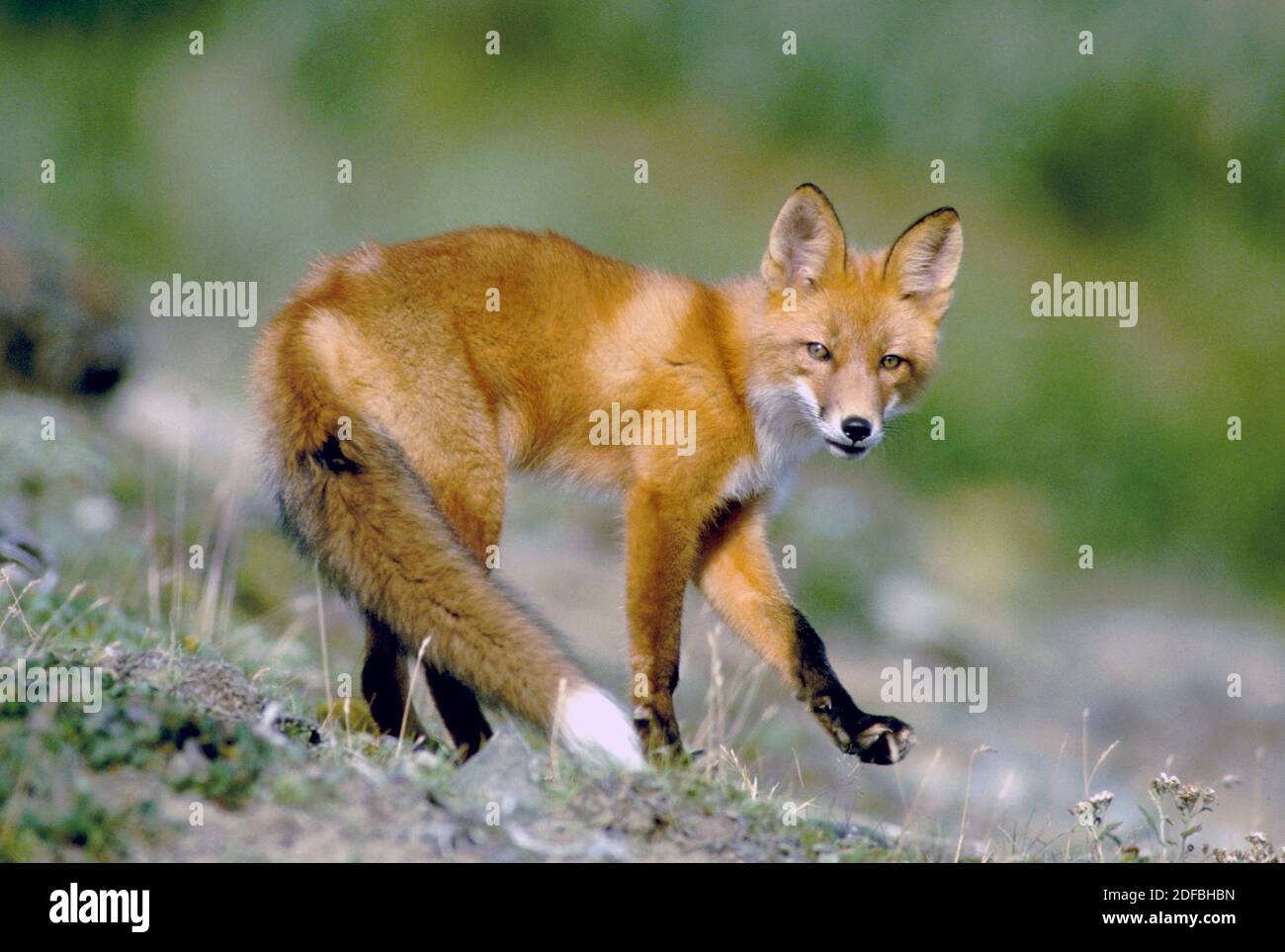 Renard roux juvénile (trousse); Vulpes vulpes; refuge national de la faune de Becharof, Alaska Banque D'Images