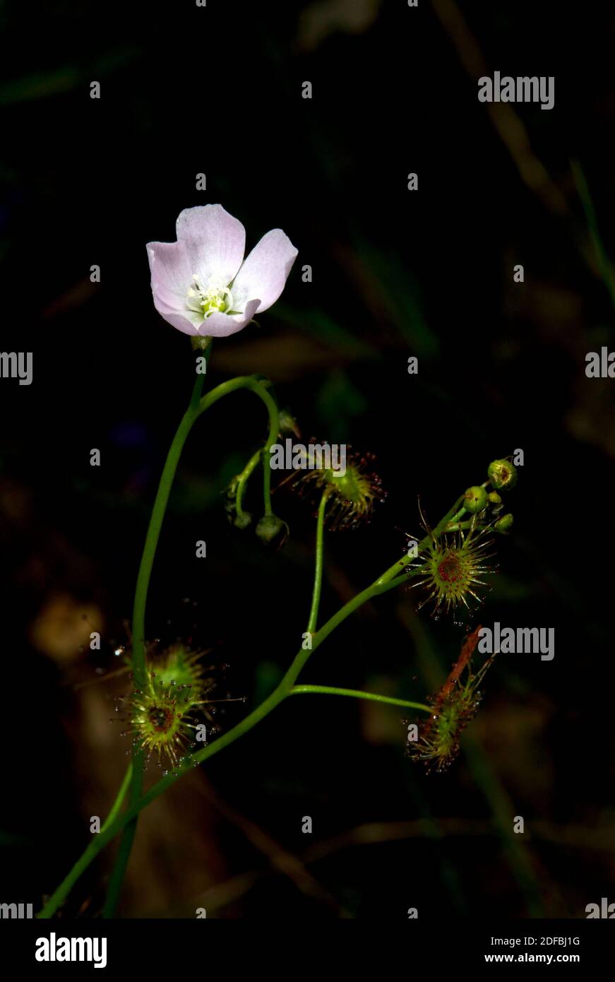 Un Sundew d'oreille (Drosera Auriculata) avec sa délicate fleur rose - qui est utilisé pour attirer les insectes sur les feuilles collantes ci-dessous - où ils se mangent! Banque D'Images