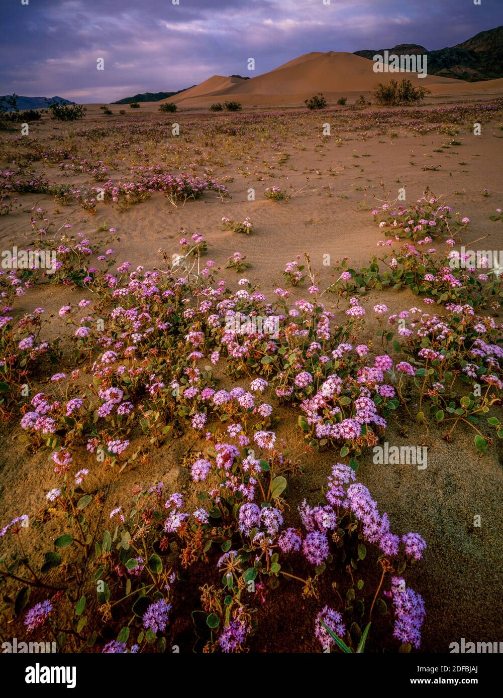 Sand Verbena, Abronia villosa, Ibex Dunes, Parc national de la Vallée de la mort, Californie Banque D'Images