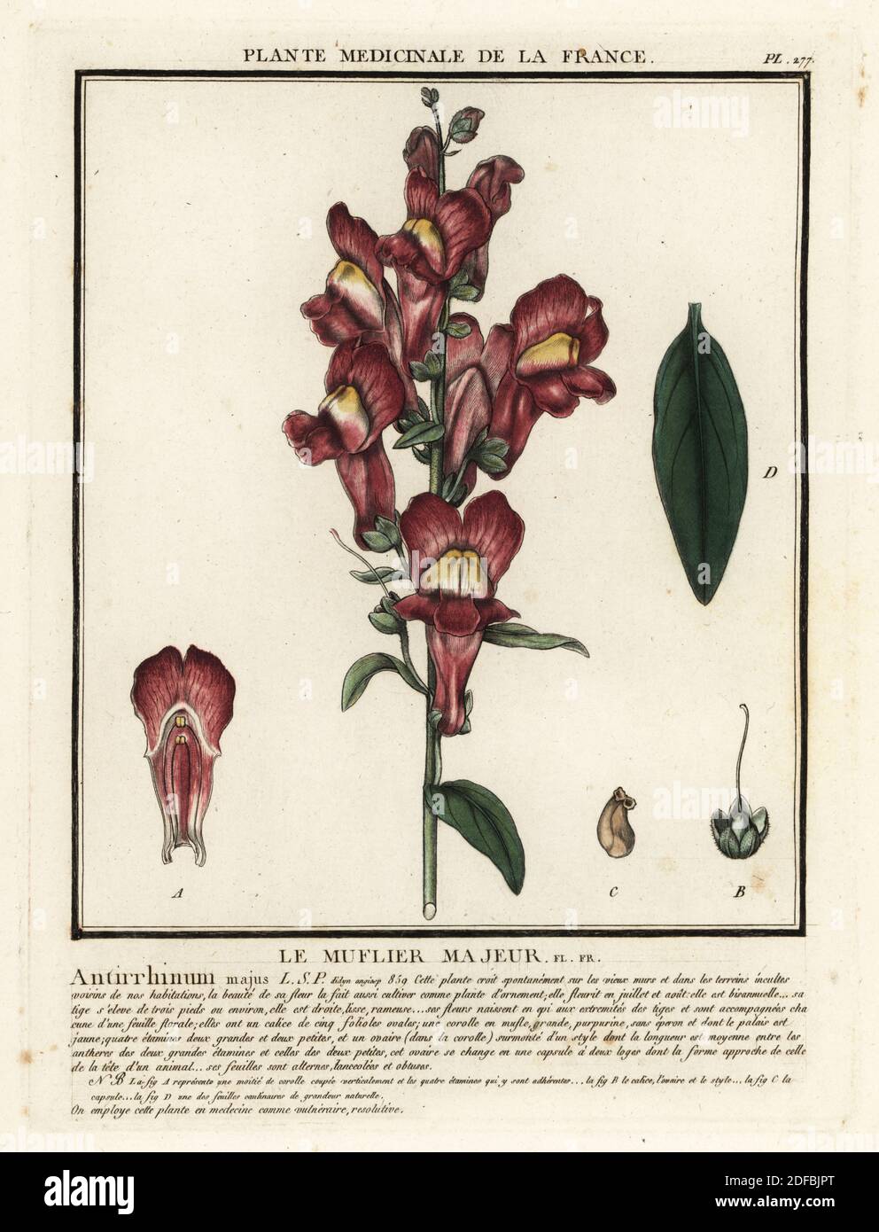 snapdragon commun, le muflier majeur, Antirrhinum majus. Gravure en plaque de coperplate imprimée en trois couleurs par Pierre Bulliard de son Herbier de la France, ou collection complète des plantes indigénes de ce royaume, Didot jeune, Debure et Belin, 1780-1793. Banque D'Images