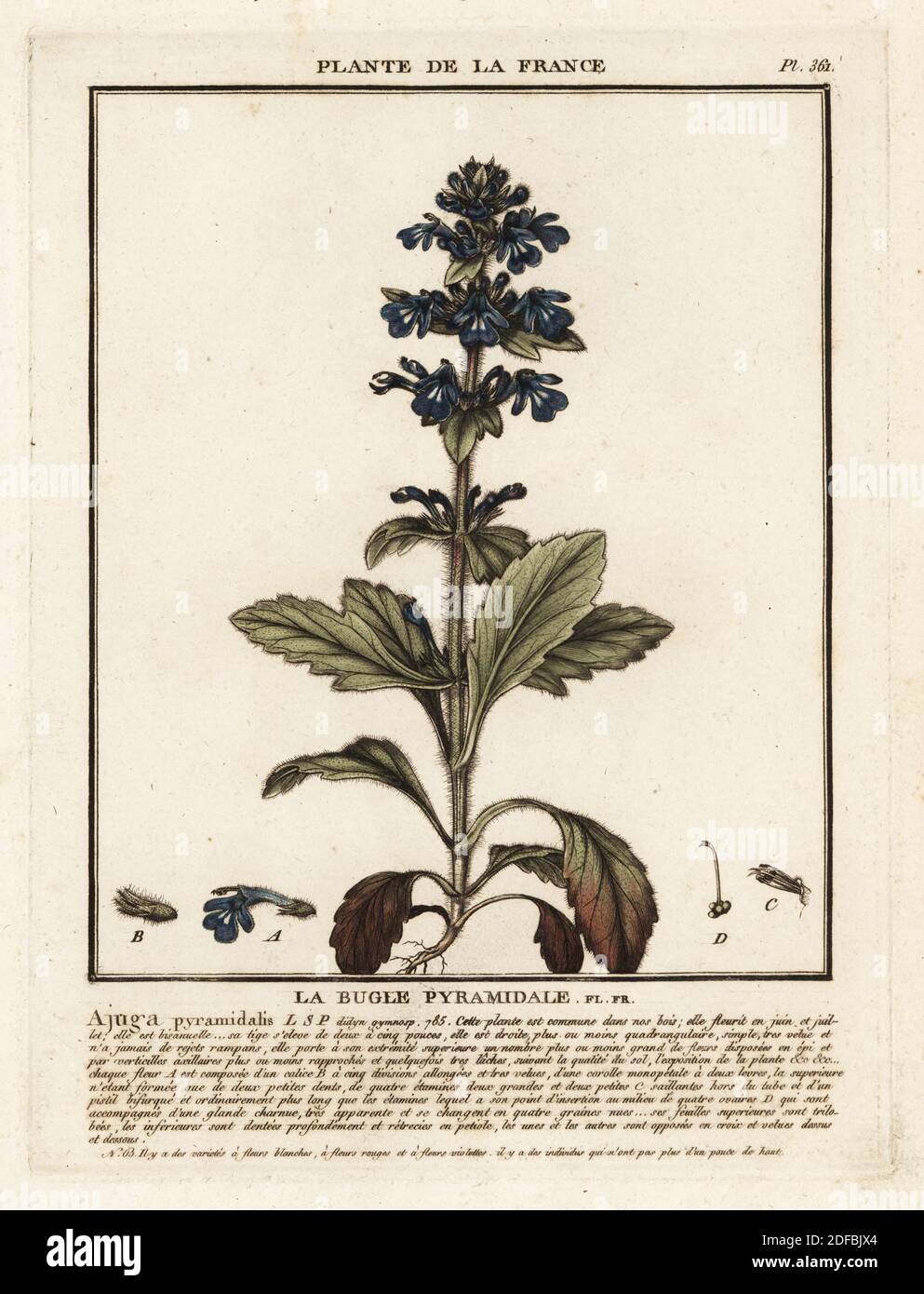 Bugle pyramidal, la bugle pyramidale, Ajuga pyramidalis. Gravure en plaque de coperplate imprimée en trois couleurs par Pierre Bulliard de son Herbier de la France, ou collection complète des plantes indigénes de ce royaume, Didot jeune, Debure et Belin, 1780-1793. Banque D'Images