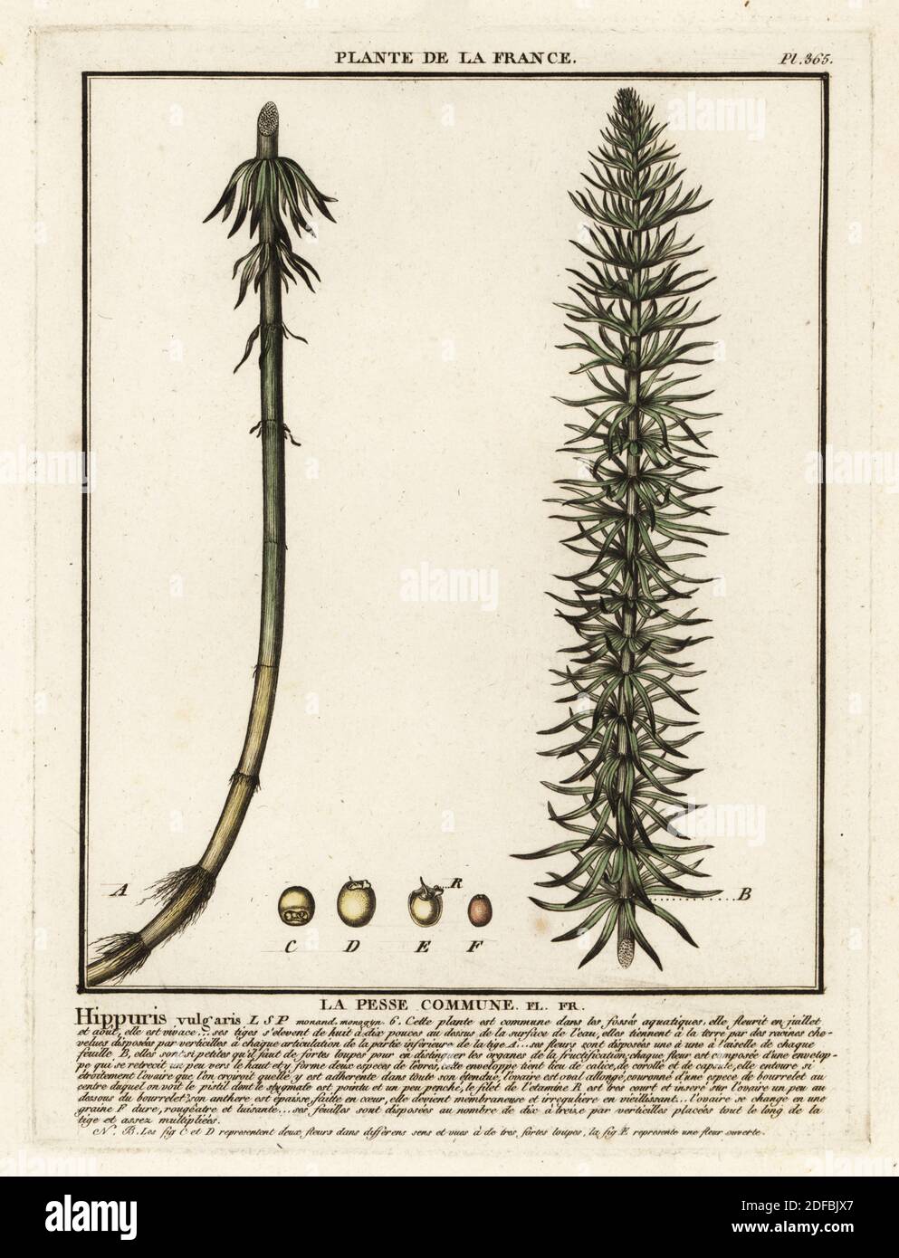 Queue de jument commune, commune de la pesse, Hippuris vulgaris. Gravure en plaque de coperplate imprimée en trois couleurs par Pierre Bulliard de son Herbier de la France, ou collection complète des plantes indigénes de ce royaume, Didot jeune, Debure et Belin, 1780-1793. Banque D'Images