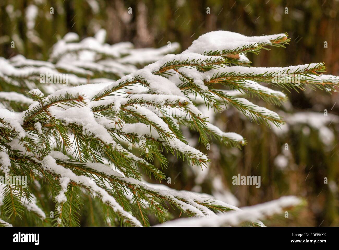 Les branches d'épinette de la forêt sont couvertes de neige fraîche. Banque D'Images
