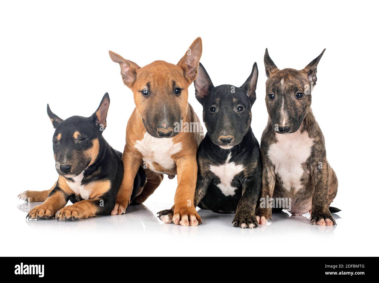 Bull Terriers miniatures devant un fond blanc Banque D'Images