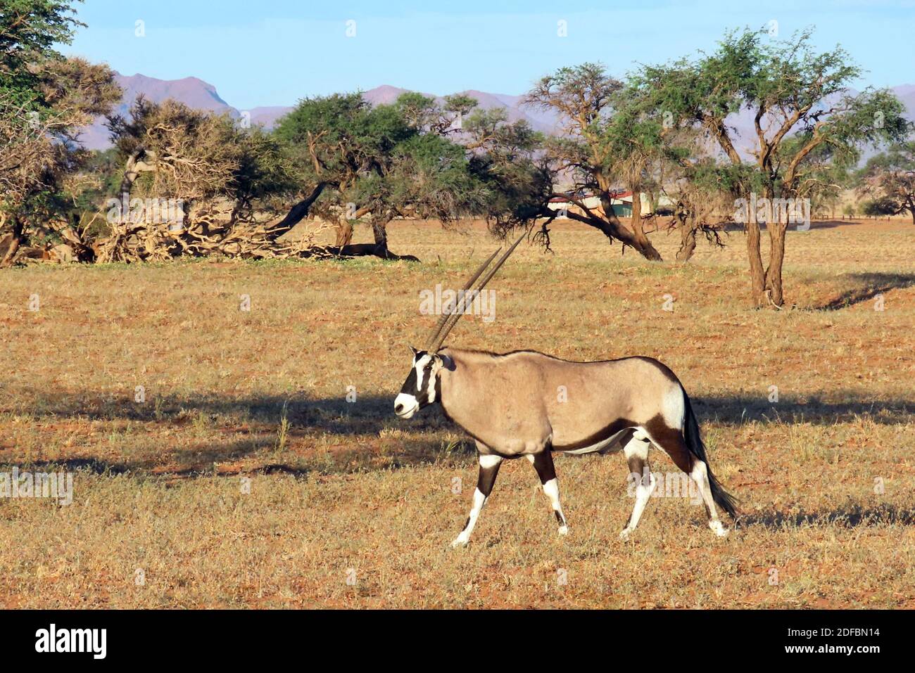 Un seul Gemsbok, ou Oryx d'Afrique du Sud (Oryx gazella) en début de matinée à la réserve naturelle de NamibRand, région de Hardap, Namibie Banque D'Images
