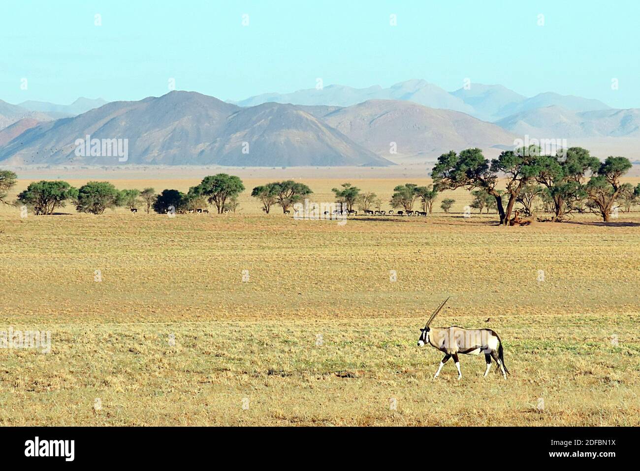 Un seul Gemsbok, ou Oryx d'Afrique du Sud (Oryx gazella) en début de matinée à la réserve naturelle de NamibRand, région de Hardap, Namibie Banque D'Images