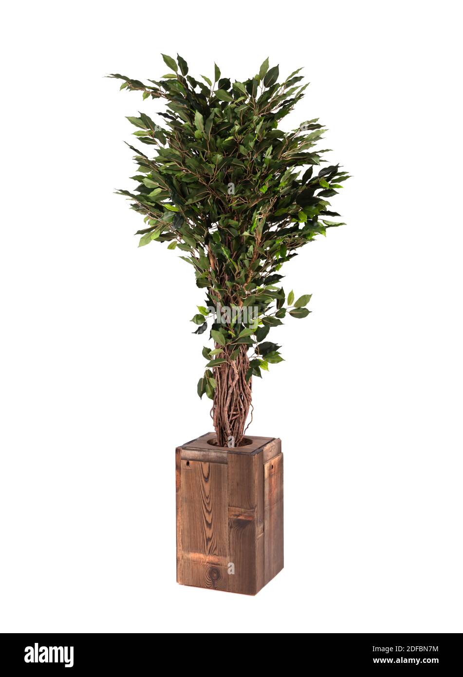 Arbre de ficus artificiel comme réel comme moderne Evergreen décoration écologique pour les intérieurs, isolé Banque D'Images