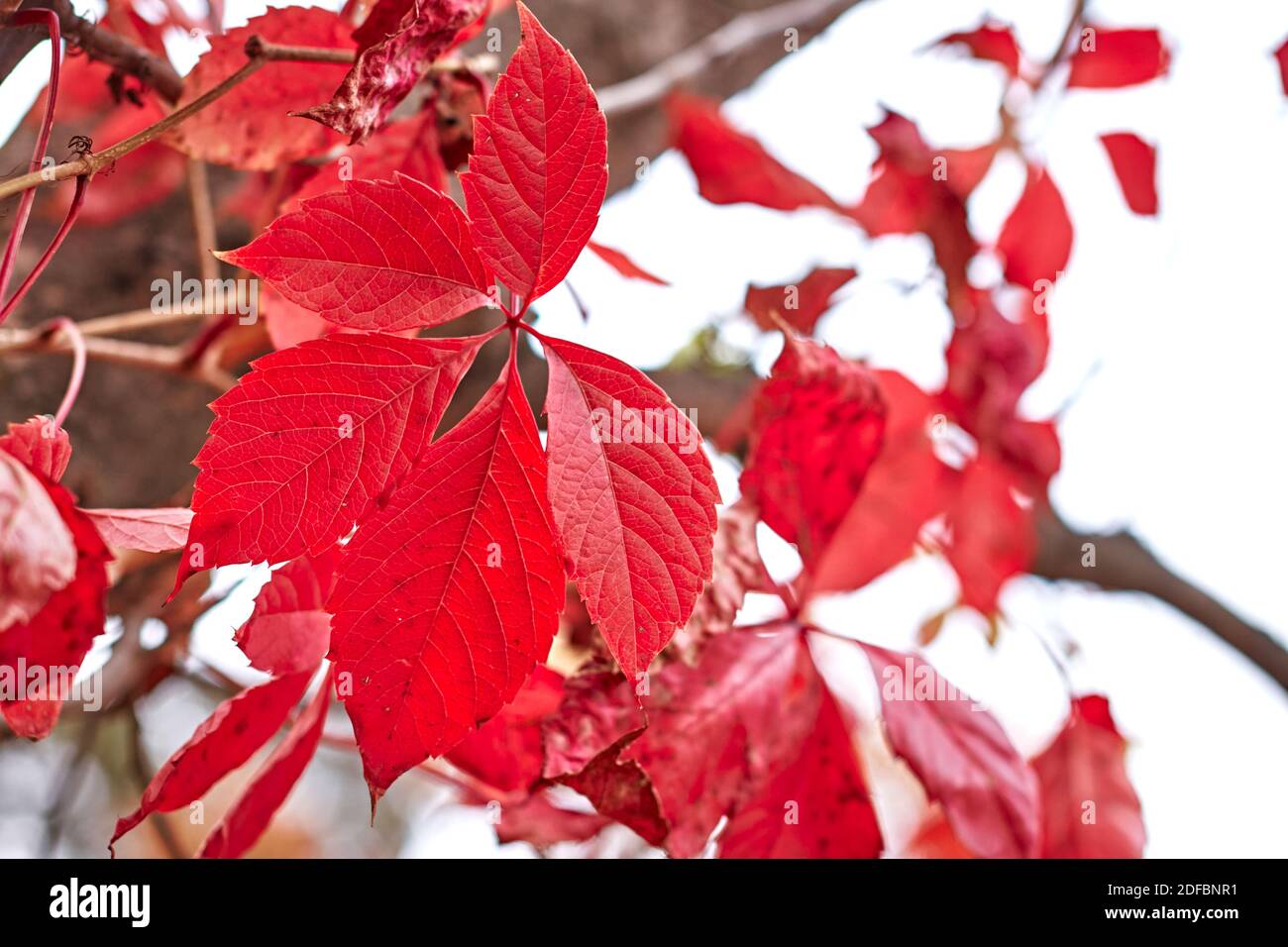 Feuilles rouges en automne sur fond de forêt Banque D'Images