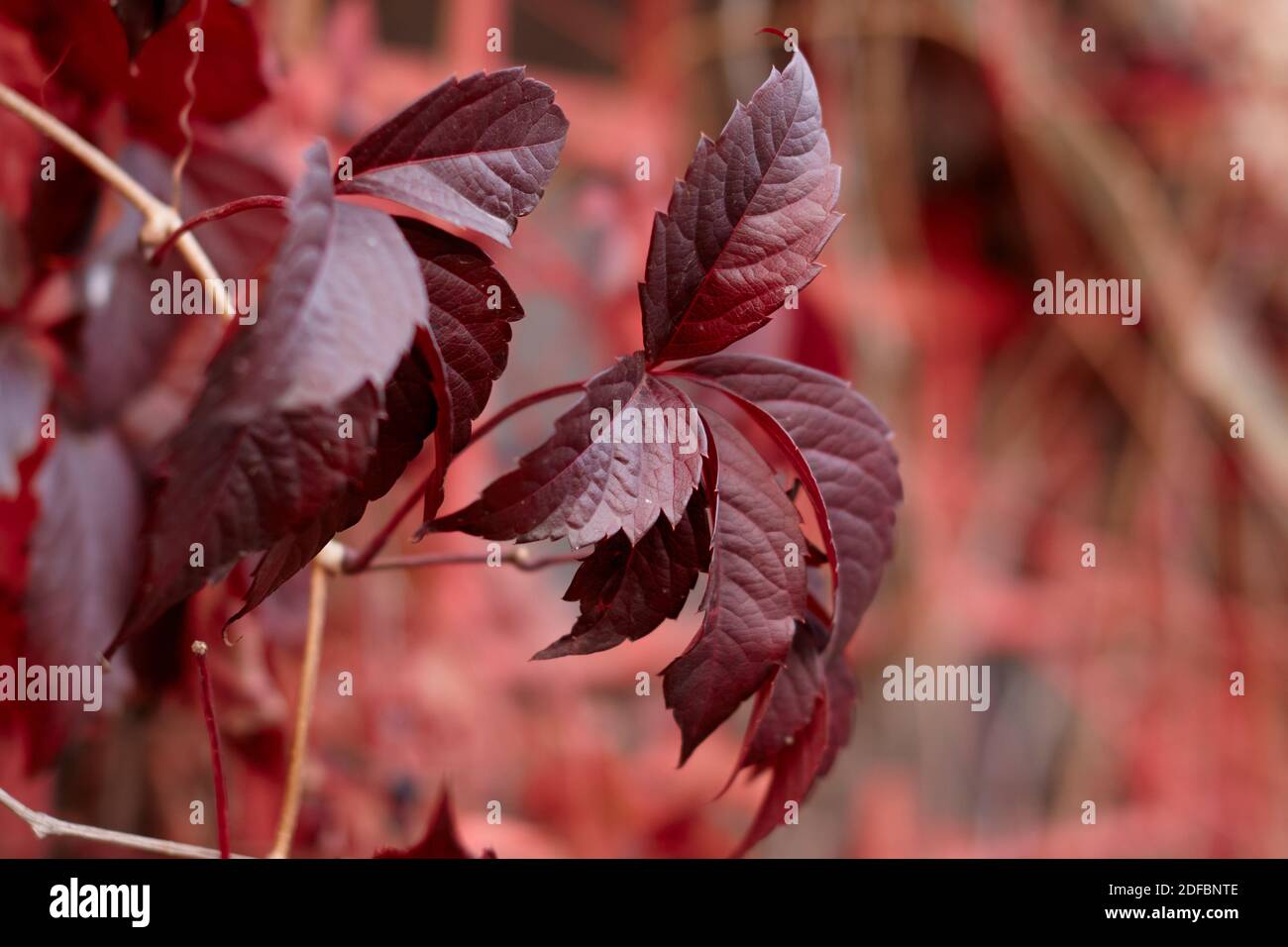 Feuilles rouges en automne sur fond de forêt Banque D'Images