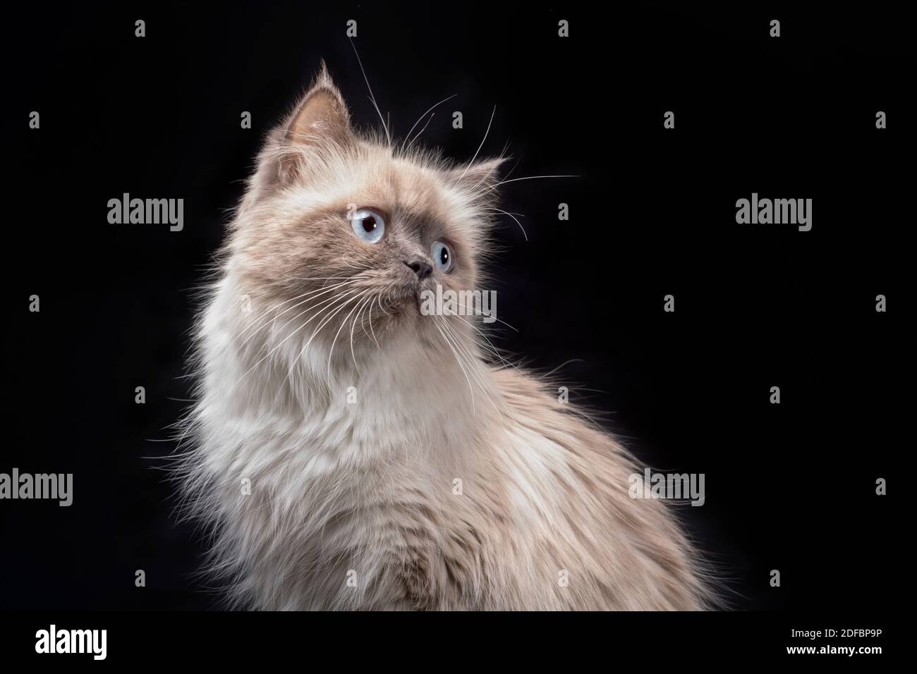 Magnifique portrait d'un chat ragdoll à œil bleu. Banque D'Images