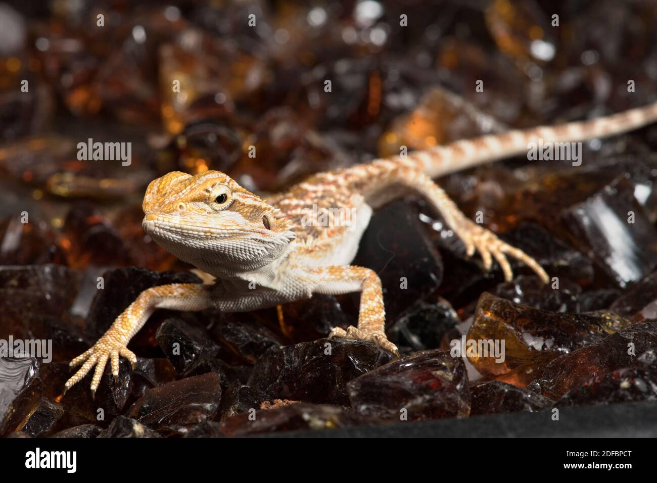 Joli jeune dragon barbu debout sur des roches ambrées. Banque D'Images