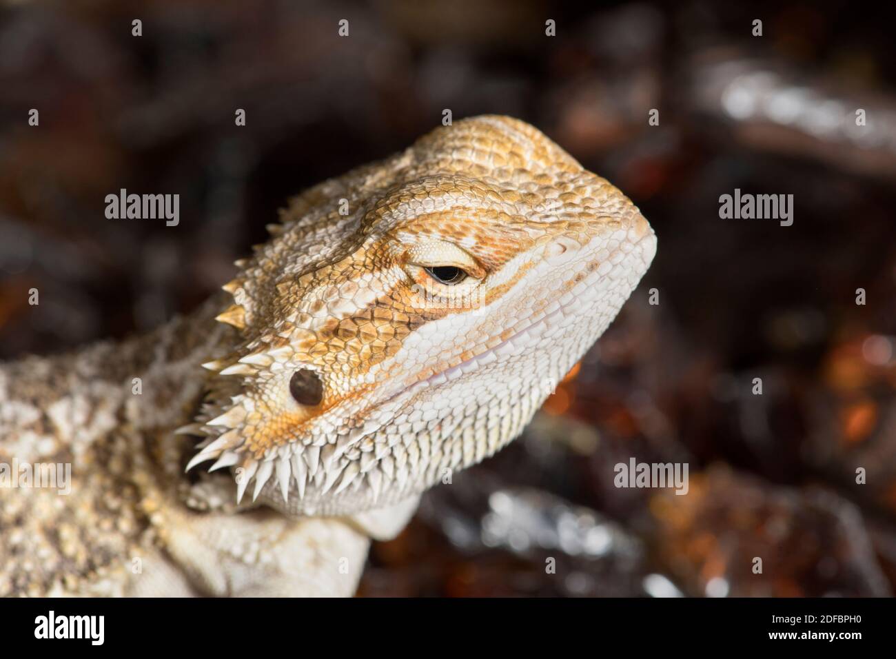 Photo macro détaillée d'un dragon barbu. Banque D'Images